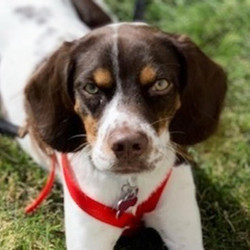 Adopt a dog:Chops/English Springer Spaniel / Beagle Mix/Male/Puppy ,Chops is a high energy puppy. He will need lots of room to play and run. Patience is much needed with him especially when taking him outside to use the bathroom as he is particular about where he likes to go and takes time to assess his options. Trips to the dog park are perfect for him. However, he doesn’t understand the concept of staying close and we have kept a short leash on him to make it easier to catch him. He is extremely fast. He gets along with most dogs and people. He gets energy spurts where he will need to run around and play to get his energy out. He is not the best on a leash, but with work, he will be good. He is smart and has learned things quickly. He cannot be left unsupervised as he is very quick and sneaky to get into things and needs to be redirected frequently. He has attempted to chew on our area rugs, trim, sides of the couch, and blankets. We have lost three pairs of shoes because of him. He is also extremely rough on toys and will destroy stuffed toys in under 10 minutes. He loves toys with squeakers but has been known to rip the squeaker out and chew on that. He is also extremely mouthy and likes to nip. With training, he has the potential to be a very good dog. He poops up to four times per day. He is good in the car. He’s learning to play fetch. His face is very soft and he has cute eyes.Chops is a peanut of a spaniel, weighing in at only about 25 lbs. He loves attention and doesn't like having wet toes. He walks well on a leash and happily snoozes away in his crate. We're not sure how well he is with other dogs yet, but we'll update as soon as we know more. A young boy, Chops will need training for basic manners and lots of exercises outside. He does not seem to be timid but also isn't the most outgoing dog we've ever met. Based on first impressions, I think he'd do best with an active family that is committed to consistent training and likes a snuggly dog. He loves good morning stretches and a scratch behind the ears.