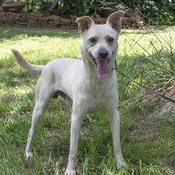 Adopt a dog:Chip/ Feist / Labrador Retriever Mix /Male/Young,Who can resist this charismatic pup's face?Listed breed is an educated guess made by our veterinarian and is NOT a guarantee - this also means we have no way of knowing what his adult size will be.He is currently being fostered in Mississippi and will be transported via Pet Express transport services upon adoption. His adoption fee is $450 and includes neuter, age-appropriate vaccinations, a nose to the tail vet check, and transport costs.