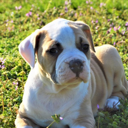 Miss Shelby/American Bulldog/Female/6 Weeks,Hi Meet Shelby! This beautiful girl is looking for the perfect family to join all the springtime and summer fun with. Shelby is 98% Johnson Type American Bulldog both of her parents have nice blocky bulldog heads. She is the second biggest puppy in the litter and she was #1 out 4 that were born. Shelby is on the calmer side of personality and will be perfect for the relaxed family . She is being raised in a family environment with four kids that will give her plenty of attention and love. She is also being raised around other animals so she will be ready to fit into any family environment. We pride ourselves in the way we raise our puppies they never see the sight of a pet store or broker. THEY GO STRAIGHT FROM OUR HANDS TO YOUR'S!!! Shelby will also come with a one year health guarantee and she will be current on all of her vaccinations. We also offer ground shipping to many locations and Pet Nanny Services to most Intl Airports. Please ask us for details and utilize these wonderful options! So if you have been looking for the perfect AB Puppy to spend Spring, Summer and the rest of your life with Shelby is the perfect choice.... For more information on making her part of your family please call or text 636-209-2593