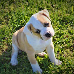 Miss Shelby/American Bulldog/Female/6 Weeks,Hi Meet Shelby! This beautiful girl is looking for the perfect family to join all the springtime and summer fun with. Shelby is 98% Johnson Type American Bulldog both of her parents have nice blocky bulldog heads. She is the second biggest puppy in the litter and she was #1 out 4 that were born. Shelby is on the calmer side of personality and will be perfect for the relaxed family . She is being raised in a family environment with four kids that will give her plenty of attention and love. She is also being raised around other animals so she will be ready to fit into any family environment. We pride ourselves in the way we raise our puppies they never see the sight of a pet store or broker. THEY GO STRAIGHT FROM OUR HANDS TO YOUR'S!!! Shelby will also come with a one year health guarantee and she will be current on all of her vaccinations. We also offer ground shipping to many locations and Pet Nanny Services to most Intl Airports. Please ask us for details and utilize these wonderful options! So if you have been looking for the perfect AB Puppy to spend Spring, Summer and the rest of your life with Shelby is the perfect choice.... For more information on making her part of your family please call or text 636-209-2593