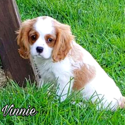 Akc Vinnie/Cavalier King Charles Spaniel/Male/8 Weeks,All our Cavalier King Charles puppies are raised with quality care from day one to insure a happy, confident and well-balanced temperament. They are around children, cats and larger dogs, so they can acclimate well into any kind of household. These puppies will even start their formal house training before going to their new forever homes! Our adult Cavalier King Charles Spaniels are health tested regularly with Board Certified Specialists and come from world famous European and US bloodlines. Our family is breeding and raising dogs since over 38 years and in 3rd generation! We are a AKC Bred With Heart Breeder! Each of our puppies will come VACCINATED DEWORMED MICROCHIPPED HEALTH CERTIFICATE WELCOME PACKAGE LIFETIME SUPPORT HEALTH GUARANTEE PAPERS SHIPPING AND FINANCING AVAILABLE! If you are interested in one of our amazing puppies, please text or call (786) 589-1338 or visit our website www.worldclasscavaliers.com