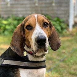 Adopt a dog:Legend/Coonhound/Male/Adult,The hound. The dog. THE LEGEND. Legend is a 5 year old Coonhound. His 60 pound body is made mostly of legs, ears and an affinity for the outdoors. Theres just something about the warm sun shining on your pointy hound snoot on a crisp fall day that makes you feel rejuvenated. The optimum day for this rugged guy would be made of wilderness hikes, naps, backyard frolics and a generous gourmet dinner. He lives for exploring, sniffing & a luxurious dog bed. 

All dogs will be altered, microchipped, and receive age-appropriate vaccines prior to adoption. 

Interested in fostering or adopting? Need more info on this dog? The first step in the process is filling out an application on our website. 


	Adoption application: www.nycsecondchancerescue.org/general-application/
	Foster application: https://www.nycsecondchancerescue.org/dog-foster-application/
	Adoption process & fees: www.nycsecondchancerescue.org/process/
	Upcoming events: www.facebook.com/pg/SecondChanceRescueNycDogs/events
	States we adopt to: NY, NJ, CT, DE, PA, MD, NH, ME, VT, RI