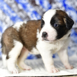 Maria/Saint Bernard/Female/,Well, hello there! My name is Maria. It's very nice to finally meet you! I have been waiting for my forever family and now I have found you! I can't believe the day has finally come. I just know we are going to be the best of friends. I have already packed my bags and I am ready to come home to you. All that you have to do is hurry and reserve me before somebody else does. Please pick me! I will be waiting by the phone for your call!