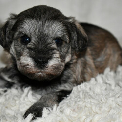 Yenny/Schnoodle/Male/,Look at me! I am probably the cutest, little puppy you ever did see. Everyone that sees me always tells me how beautiful I am, and they can’t help but shower me with love, hugs, and kisses. I’m hoping that one day you’ll be able to do the same. I love to play and I can even take a nap with you. Pick me! I’m ready to share my love. I am current on my vaccinations and vet checked from head to tail, so when I see you I will be as healthy as can be.