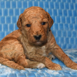 Sadi/Goldendoodle/Female/,Hi, my name is Sadi! I am a little baby that loves kisses and snuggles! I love to sit by the fire with you or romp around outside in the yard. I love playing with my favorite toys and would be glad to share them with you. Believe me when I say that I am the best puppy you will ever meet! I know I will love my forever family and I cannot wait to meet them. I am so ready to come home! Pick me!