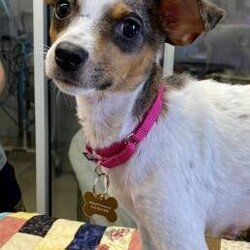Gypsy/Chihuahua/Female/Adult Adopt a dog:Gypsy/Chihuahua/Female/Adult,