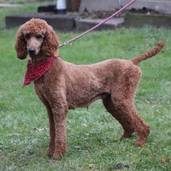 Saige/Standard Poodle									Puppy/Female	/6 Weeks,Meet Saige! Born with hair as soft as silk and the most charming of personalities, this sweet Moyen Poodle is ready to take on the world with her forever family by her side. Our little rays of sunshine are the living embodiment of the intelligence and athletic abilities that has made these  Poodles the stars that they are. Their knack for bringing smiles to the faces of everyone they meet as ensured that the pups have received endless love and attention since birth. This has allowed them to become highly socialized and very adaptable. When they join you and your family, they will have no trouble adjusting to you and your lifestyle. Mama, Zoey, is a beautiful Poodle. She is an absolute sweetheart and loves hanging out with her favorite humans. She weighs around 40 lbs. Victor is the handsome dad. He loves romping around our yard and is always down for a belly rub, he weighs 12-14 lbs. Victor is OFA certified on Eyes, Heart, LCP, and Patella. All of our puppies will arrive at their forever homes microchipped and up to date on all vaccinations and dewormer. AKC registration papers will also be included. They will have received their first vet check to ensure they are happy, healthy, and ready to join their new families. (We require a $200 deposit to reserve this baby.) Please call me anytime Monday through Saturday with any additional questions. -Irma 