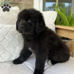 Bo/Newfoundland									Puppy/Male	/9 Weeks,Bo is a handsome black Newfoundland puppy. He is well loved by our family and our children spend a lot of time loving and caring for the puppies. Bo will be AKC registered, will come with a one year health guarantee, health certificate, first shots, and deworming. Come and see this adorable fuzzy bundle! A $200 non-refundable deposit will hold the puppy of your choice. Please feel free to contact me with any questions!
