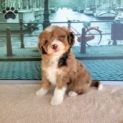 Lollipop/Miniature Aussiedoodle									Puppy/Female	/8 Weeks,Meet “Lollipop ” the adorable Chocolate Merle Miniature Aussiedoodle,  Lollipop is super friendly and currently being family raised on a farm with children,  making her a perfect addition to your family home! If you would like more information,  call or text the breeder today!