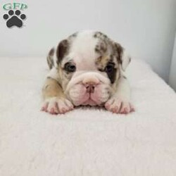 Geneva/English Bulldog									Puppy/Female	/6 Weeks,Meet Geneva! A happy puppy who is up to date with shots and dewormer, is microchipped, and is looking for a loving home! Please contact us with any questions or to come meet her!