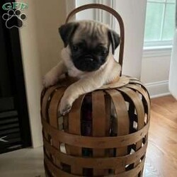 Hudson/Pug									Puppy/Male	/8 Weeks,To contact the breeder about this puppy, click on the “View Breeder Info” tab above.