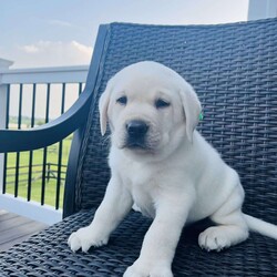 Polar/Yellow Labrador Retriever									Puppy/Male	/6 Weeks,To contact the breeder about this puppy, click on the “View Breeder Info” tab above.