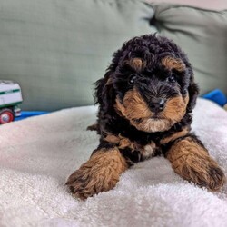 Max/Miniature Aussiedoodle									Puppy/Male	/7 Weeks,This little boy Max is raised in our home with my kids and is well socialized, friendly and playful. He has gorgeous phantom color. Dad is an AKC registered pure-bred miniature poodle and weighs 10 lbs, Mom is a mini aussiedoodle weighs 12 lbs.