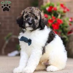 Avery/Standard Poodle									Puppy/Male	/7 Weeks,Meet Avery, our beautiful Standard Poodle with a super lively and playful personality! He comes with limit AKC registration. If you are looking for a well socialized and confident puppy, you are definitely at the right place. This little boy loves attention, and he’s also extremely alert and eager so he should catch on to things quickly. Poodles are known to make wonderful family pets, they are highly trainable and low shedding dogs. 