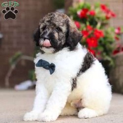 Avery/Standard Poodle									Puppy/Male	/7 Weeks,Meet Avery, our beautiful Standard Poodle with a super lively and playful personality! He comes with limit AKC registration. If you are looking for a well socialized and confident puppy, you are definitely at the right place. This little boy loves attention, and he’s also extremely alert and eager so he should catch on to things quickly. Poodles are known to make wonderful family pets, they are highly trainable and low shedding dogs. 