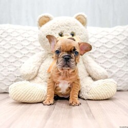 Ava/Frenchton									Puppy/Female	/7 Weeks,This sweet and adorable puppy is looking for a forever family! All vaccinations and dewormings are up to date and any necessary paperwork will be provided. Raised by a large and loving family, this pup is sure to be a wonderful new companion for you! To make the transition easier, a baggie of food will also be included. Please contact anytime!