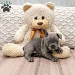 Daisy/Frenchton									Puppy/Female	/8 Weeks,This sweet and adorable puppy is looking for a forever family! All vaccinations and dewormings are up to date and any necessary paperwork will be provided. Raised by a large and loving family, this pup is sure to be a wonderful new companion for you! To make the transition easier, a baggie of food will also be included. Please contact anytime!