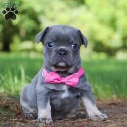 Jupiter/Frenchton									Puppy/Female	/5 Weeks,Jupiter is that one of a kind Frenchton puppy! She has been loved and doted on since day one. As a licensed veterinarian, I strive to give my dogs and puppies the best care possible. We are avid dog lovers and all our dogs are devoted members of our family. This litter has been raised in our home. Jupiter is super sweet and friendly and has that infectious happy energy that lights up any room she walks into. Her playful hops and bounces are incredibly adorable. She will always come running to greet you with many puppy kisses. Mama to this litter is named Luna. She is a very sweet and outgoing girl and a wonderful mama to her babies. She is a 3/4 French Bulldog and 1/4 Boston Terrier. Dad is a super handsome French Bulldog named Leonard. The babies are 7/8 French Bulldog and 1/8 Boston Terrier. They have the darling Frenchie looks with a small amount of Boston Terrier characteristics that compliments them perfectly. Each of our babies will arrive at their new home with a complete vet exam done, microchipped, current on vaccinations and deworming, and our one year genetic health guarantee will be included. We require a deposit to reserve this puppy. Call or text me for more information or to schedule a visit. If you are unable to visit we also offer shipping. -Dr. Joe Varga