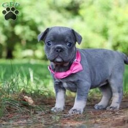 Jupiter/Frenchton									Puppy/Female	/5 Weeks,Jupiter is that one of a kind Frenchton puppy! She has been loved and doted on since day one. As a licensed veterinarian, I strive to give my dogs and puppies the best care possible. We are avid dog lovers and all our dogs are devoted members of our family. This litter has been raised in our home. Jupiter is super sweet and friendly and has that infectious happy energy that lights up any room she walks into. Her playful hops and bounces are incredibly adorable. She will always come running to greet you with many puppy kisses. Mama to this litter is named Luna. She is a very sweet and outgoing girl and a wonderful mama to her babies. She is a 3/4 French Bulldog and 1/4 Boston Terrier. Dad is a super handsome French Bulldog named Leonard. The babies are 7/8 French Bulldog and 1/8 Boston Terrier. They have the darling Frenchie looks with a small amount of Boston Terrier characteristics that compliments them perfectly. Each of our babies will arrive at their new home with a complete vet exam done, microchipped, current on vaccinations and deworming, and our one year genetic health guarantee will be included. We require a deposit to reserve this puppy. Call or text me for more information or to schedule a visit. If you are unable to visit we also offer shipping. -Dr. Joe Varga