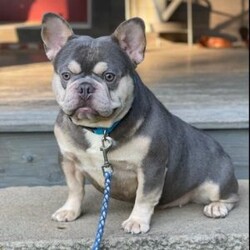Daisy/Frenchton									Puppy/Female	/8 Weeks,This sweet and adorable puppy is looking for a forever family! All vaccinations and dewormings are up to date and any necessary paperwork will be provided. Raised by a large and loving family, this pup is sure to be a wonderful new companion for you! To make the transition easier, a baggie of food will also be included. Please contact anytime!
