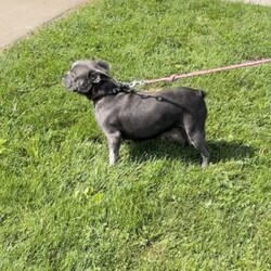 Daisy/Frenchton									Puppy/Female	/8 Weeks,This sweet and adorable puppy is looking for a forever family! All vaccinations and dewormings are up to date and any necessary paperwork will be provided. Raised by a large and loving family, this pup is sure to be a wonderful new companion for you! To make the transition easier, a baggie of food will also be included. Please contact anytime!