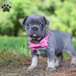 Jupiter/Frenchton									Puppy/Female	/5 Weeks,Jupiter is that one of a kind Frenchton puppy! She has been loved and doted on since day one. As a licensed veterinarian, I strive to give my dogs and puppies the best care possible. We are avid dog lovers and all our dogs are devoted members of our family. This litter has been raised in our home. Jupiter is super sweet and friendly and has that infectious happy energy that lights up any room she walks into. Her playful hops and bounces are incredibly adorable. She will always come running to greet you with many puppy kisses. Mama to this litter is named Luna. She is a very sweet and outgoing girl and a wonderful mama to her babies. She is a 3/4 French Bulldog and 1/4 Boston Terrier. Dad is a super handsome French Bulldog named Leonard. The babies are 7/8 French Bulldog and 1/8 Boston Terrier. They have the darling Frenchie looks with a small amount of Boston Terrier characteristics that compliments them perfectly. Each of our babies will arrive at their new home with a complete vet exam done, microchipped, current on vaccinations and deworming, and our one year genetic health guarantee will be included. We require a deposit to reserve this puppy. Call or text me for more information or to schedule a visit. If you are unable to visit we also offer shipping. -Dr. Joe Varga