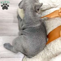 Daisy/Frenchton									Puppy/Female	/8 Weeks,This sweet and adorable puppy is looking for a forever family! All vaccinations and dewormings are up to date and any necessary paperwork will be provided. Raised by a large and loving family, this pup is sure to be a wonderful new companion for you! To make the transition easier, a baggie of food will also be included. Please contact anytime!