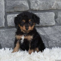 Toby/Miniature Aussiedoodle									Puppy/Male	/8 Weeks,I offer a one year health guarantee. Up to date on shots and dewormings. I’m looking for a loving indoor home. Shipping options are available anywhere in the US. All Sunday calls will be returned on Mondays. Thanks Jon 