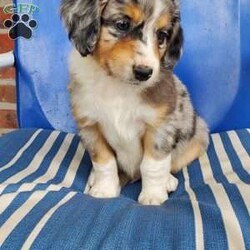Chester/Miniature Aussiedoodle									Puppy/Male	/7 Weeks,Chester is an adorable miniature aussiedoodle puppy. His mother is a standard aussiedoodle and his father is a blue merle miniature australian sheperd. He has been vet checked, is up to date on shots and wormer and comes with a 30 day health guarantee.