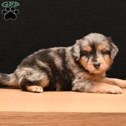 Duke/Miniature Aussiedoodle									Puppy/Male	/7 Weeks,To contact the breeder about this puppy, click on the “View Breeder Info” tab above.