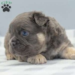 Captain/Frenchton									Puppy/Male	/5 Weeks,Blue and tan male fluffy frenchton hybrid designer puppy he is 3/4 French bulldog x 1/4 Boston terrier. We are located in Dayton Ohio you can come meet him in person or wecan make transportation arrangements and deliver to your front door step! We have been dedicated to breeding the hybrid for over a decade selectively breeding from health tested parentage and cleared for any genetic disorders. This is world class quality long hair fluffy frenchton his name is Captain he is very well socialized and eager to please! Loves to cuddle with everyone! Any serious inquiries or further interest please call or text any day of the week We will be glad to go over further details!