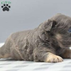 Captain/Frenchton									Puppy/Male	/5 Weeks,Blue and tan male fluffy frenchton hybrid designer puppy he is 3/4 French bulldog x 1/4 Boston terrier. We are located in Dayton Ohio you can come meet him in person or wecan make transportation arrangements and deliver to your front door step! We have been dedicated to breeding the hybrid for over a decade selectively breeding from health tested parentage and cleared for any genetic disorders. This is world class quality long hair fluffy frenchton his name is Captain he is very well socialized and eager to please! Loves to cuddle with everyone! Any serious inquiries or further interest please call or text any day of the week We will be glad to go over further details!