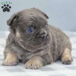 Captain/Frenchton									Puppy/Male	/5 Weeks,Blue and tan male fluffy frenchton hybrid designer puppy he is 3/4 French bulldog x 1/4 Boston terrier. We are located in Dayton Ohio you can come meet him in person or wecan make transportation arrangements and deliver to your front door step! We have been dedicated to breeding the hybrid for over a decade selectively breeding from health tested parentage and cleared for any genetic disorders. This is world class quality long hair fluffy frenchton his name is Captain he is very well socialized and eager to please! Loves to cuddle with everyone! Any serious inquiries or further interest please call or text any day of the week We will be glad to go over further details!