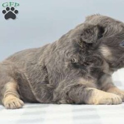 Captain/Frenchton									Puppy/Male	/5 Weeks,Blue and tan male fluffy frenchton hybrid designer puppy he is 3/4 French bulldog x 1/4 Boston terrier. We are located in Dayton Ohio you can come meet him in person or wecan make transportation arrangements and deliver to your front door step! We have been dedicated to breeding the hybrid for over a decade selectively breeding from health tested parentage and cleared for any genetic disorders. This is world class quality long hair fluffy frenchton his name is Captain he is very well socialized and eager to please! Loves to cuddle with everyone! Any serious inquiries or further interest please call or text any day of the week We will be glad to go over further details!