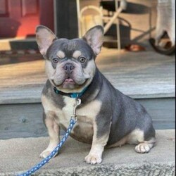 Rocky/Frenchton									Puppy/Male	/8 Weeks,Rocky is a very sweet  and friendly puppy.  He has blue eyes,  he loves to play with children  and his siblings. Please see my video below. 