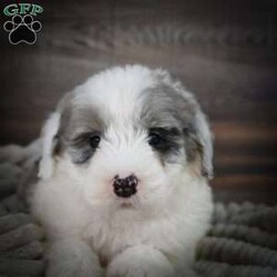 Dusk/Mini Sheepadoodle									Puppy/Male	/6 Weeks,Hi there! I’m an F1 Mini Sheepadoodle. I’m well socialized and ready for my forever home. Please call or text to adopt me today. 