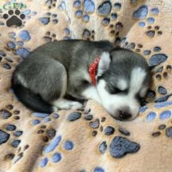 Paul/Siberian Husky									Puppy/Male	/9 Weeks,Beautiful gray and white AKC Siberian Husky puppies. All puppies are vet checked and given all age appropriate vaccines. We deworm at 2,4,6 and 8 weeks of age. The puppies are used to being handled. They are raised in our loving home with our children and other dogs. Parents are both Embark tested and cleared of genetic defects.  All puppies come with vet certificate, shot records, AKC papers, family tree, one year genetic health guarantee and a small starter bag of food. We offer continued support if you have any questions. We strive to give you the best possible puppy buying experience possible