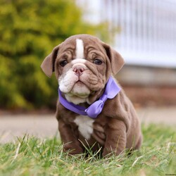 Paige/English Bulldog									Puppy/Female	/9 Weeks,Meet Paige!! The AKC English Bulldog puppy she is charismatic and spirited breed known for her friendly personality and gentle nature. With their compact, muscular build and an endearing, wrinkled face, these puppies radiate charm. Her loyalty and affection make her an excellent choice for families and individuals alike. She is playful, intelligent, and highly trainable, making her a eager learner of new tricks and commands. She has a natural love for human companionship and is great with children, cementing their reputation as loving and loyal pets. 