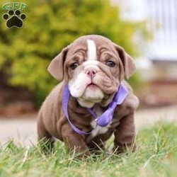 Paige/English Bulldog									Puppy/Female	/9 Weeks,Meet Paige!! The AKC English Bulldog puppy she is charismatic and spirited breed known for her friendly personality and gentle nature. With their compact, muscular build and an endearing, wrinkled face, these puppies radiate charm. Her loyalty and affection make her an excellent choice for families and individuals alike. She is playful, intelligent, and highly trainable, making her a eager learner of new tricks and commands. She has a natural love for human companionship and is great with children, cementing their reputation as loving and loyal pets. 