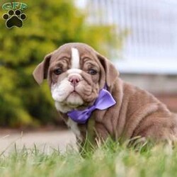 Paige/English Bulldog									Puppy/Female	/9 Weeks,Meet Paige!! The AKC English Bulldog puppy she is charismatic and spirited breed known for her friendly personality and gentle nature. With their compact, muscular build and an endearing, wrinkled face, these puppies radiate charm. Her loyalty and affection make her an excellent choice for families and individuals alike. She is playful, intelligent, and highly trainable, making her a eager learner of new tricks and commands. She has a natural love for human companionship and is great with children, cementing their reputation as loving and loyal pets. 