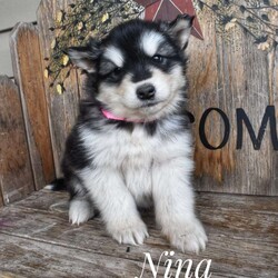 Nina/Alaskan Malamute									Puppy/Female	/7 Weeks, Long haired Mal pup, the father named Bermuda is a beautiful gray and white Mal with meduim to long hair, he stands 26 inches at the shoulder and weighs 75lbs, mother named Nellie is a beautiful red and white with long hair, she stands at 25 inches at the shoulder and weighs 65 lbs.   Both parents have a friendly personality with a gentle demeanor.     Nina is a healthy puppy and has a friendly, calm disposition, she has good bloodlines and is show class and hosts long hair.   she comes with Veterinarian health certificate,  breeder 30 day overall health guarantee and 2 year genetic and hereditary health guarantee.  Full AKC registration.    call or msg John with questions,  to reserve, or schedule a time to come visit  this puppy!