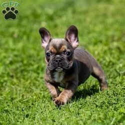 Karley/French Bulldog									Puppy/Female	/23 Weeks,Karley is a cute French Bulldog that is surely going to make a lovable pet for your family.