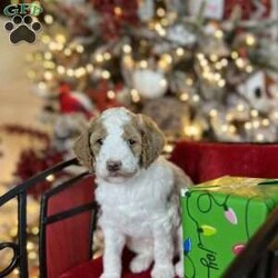 Steve Earl/Standard Poodle									Puppy/Male	/6 Weeks,Steve is a white and red parti poodle.  He is 6 weeks old and has been wormed twice and will receive his first shots next week.  He is being raised in our home and has been socialized with family.  He is ready to be AKC registered when in his forever home. He is eating kibble and still being nursed by his mother.  He will be ready for pick up after 12/8/23. 