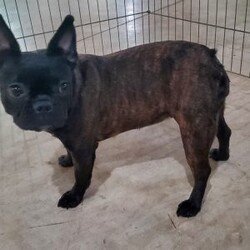 Ivory/Frenchton									Puppy/Female	/7 Weeks,Ivory is a very lively  and friendly  puppy, she is well socialized  with children. Please  watch my video below 