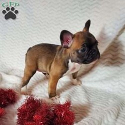 Ivory/Frenchton									Puppy/Female	/7 Weeks,Ivory is a very lively  and friendly  puppy, she is well socialized  with children. Please  watch my video below 