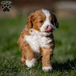 Tivalee/Cavapoo									Puppy/Male	/1049 Weeks,Our Cavapoo puppy is known for its affectionate and friendly nature. Cavapoos are a delightful mix of Cavalier King Charles Spaniel and Poodle, making them incredibly sweet, intelligent, and adaptable. This puppy is no exception, with a loving disposition that will make it the perfect addition to any household.