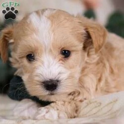 Jakobi/Coton de Tulear Mix									Puppy/Male	/7 Weeks,Jakobi is an adorable Coton-Poo baby, and he specializes in snuggle time! This sweet pup loves his people and will never leave your side. Playtime is no joke to him, and he will always find a way to make you smile with his cute puppy antics. He is a delightful mix of charm and playfulness:) Don’t miss out on the opportunity to make him yours today!