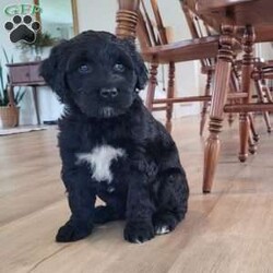 Jose/Portuguese Water Dog									Puppy/Male	/6 Weeks,Happy-go-lucky, sweet.  Loves to play with our boys; raised in our home with our family. Mother is our indoor family pet. Parents have had genetic testing done with clear results and hips evaluated with good results.