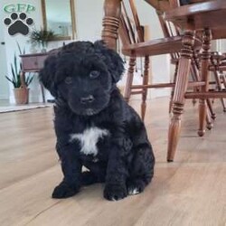 Jose/Portuguese Water Dog									Puppy/Male	/6 Weeks,Happy-go-lucky, sweet.  Loves to play with our boys; raised in our home with our family. Mother is our indoor family pet. Parents have had genetic testing done with clear results and hips evaluated with good results.