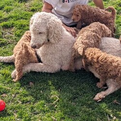 Chance/Standard Poodle									Puppy/Male	/December 27th, 2023,Chance is a snuggle pup. He loves to play but also loves to snuggle on the couch. He especially loves belly rubs. 